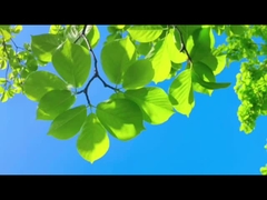 مثل الآباء، فارلي حراس مع الموثوقية الهواء النقي للعائلة والكوكب.